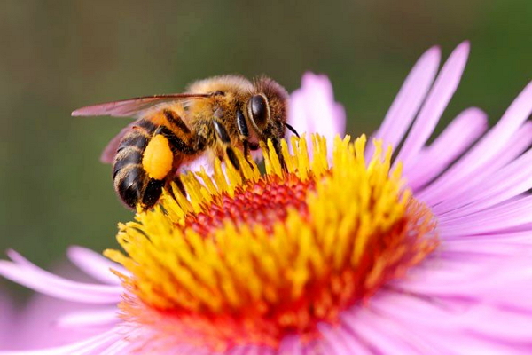 Уже давно существует прекрасная структура энергоинформационного равновесия на планете Земля: растения – пчелы – человек.